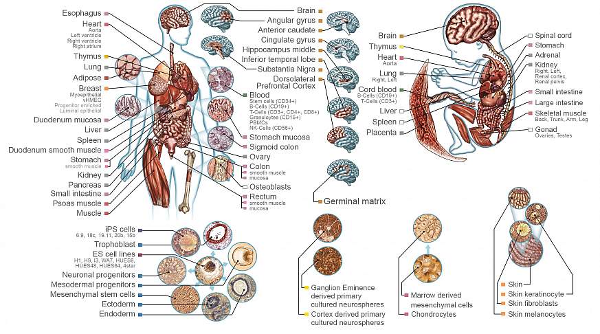 major-tissue-types-what-are-the-major-types-of-connective-tissue-and